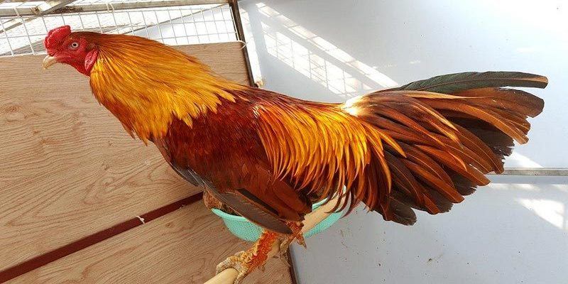 Cách lựa chọn màu mạng đá gà 33Win phục vụ cho việc chơi cá cược