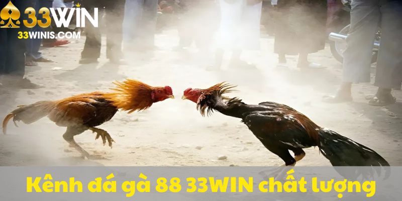 Điểm đến chất lượng để xem đá gà