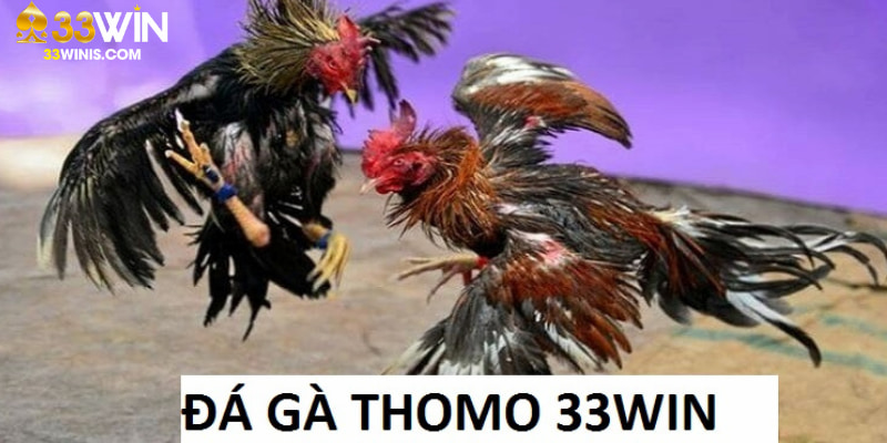 đá gà Thomo 33Win