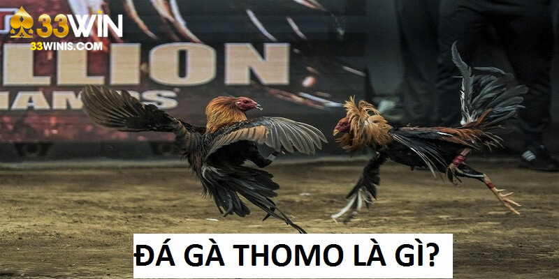 Đá gà Thomo hiện là loại hình giải trí đặc sắc
