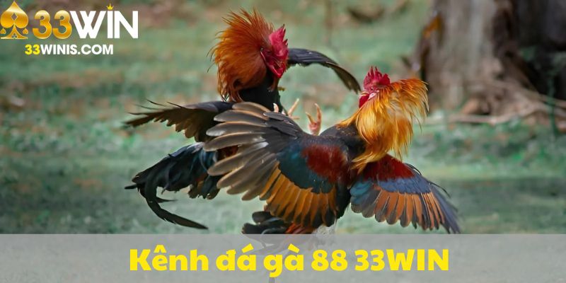 Kênh đá gà 88 chất lượng trên 33win