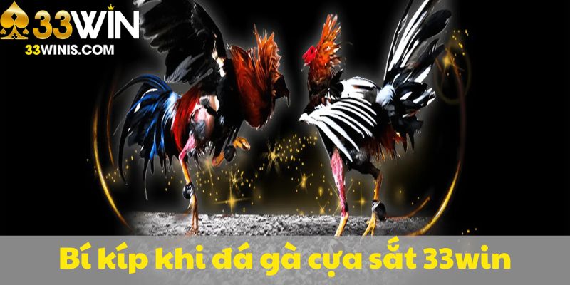 Bí kíp khi xem đá gà cựa sắt 33win