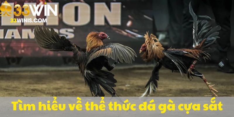 Đá gà cựa sắt kịch tính, cuốn hút