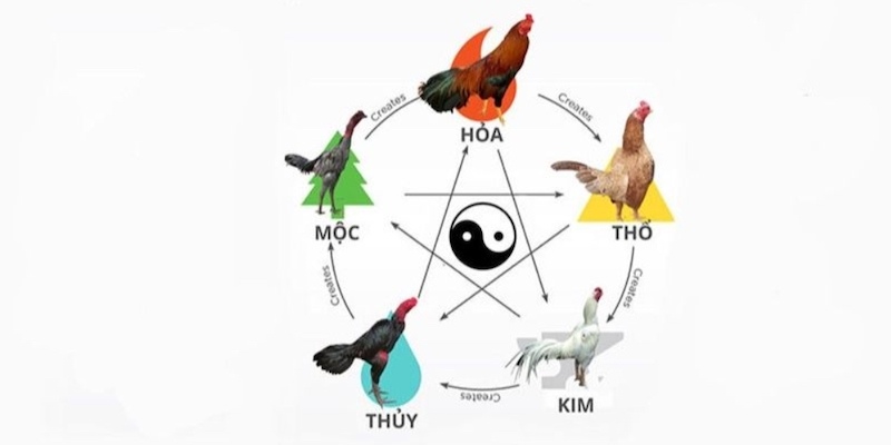Một số thông tin cần biết về màu mạng đá gà 33Win