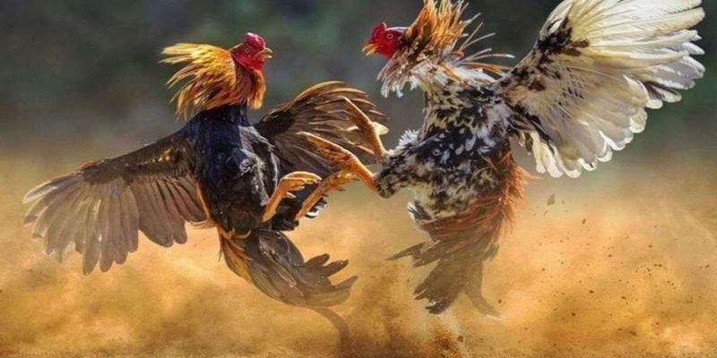 Xem màu mạng đá gà 33Win chuẩn xác bằng cách theo dõi trận chiến